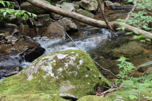 きららの森を知ろう観察会