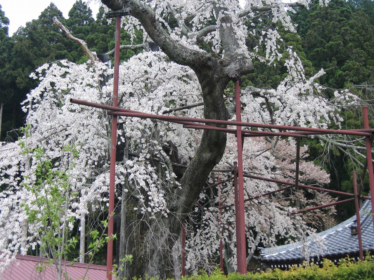 金龍寺(しだれ桜)