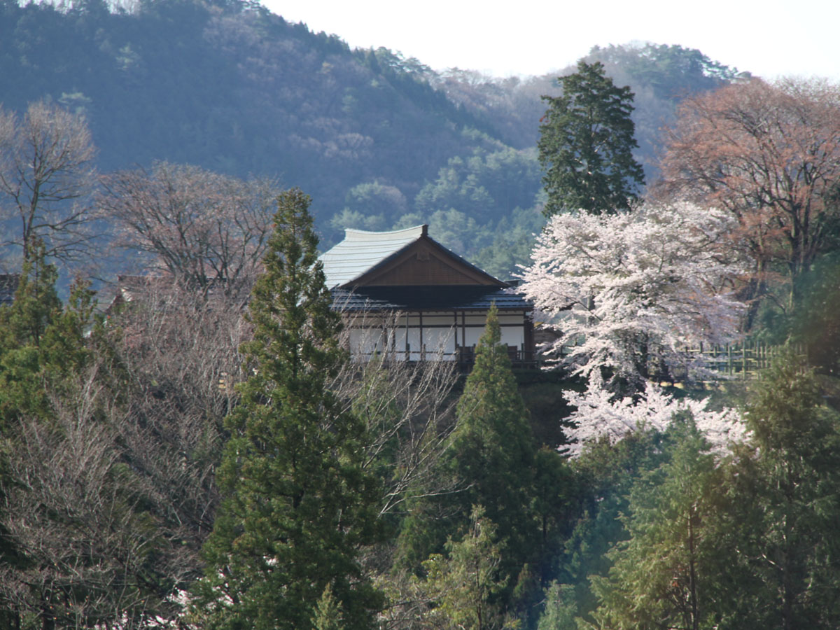 田峯城のヤマザクラ